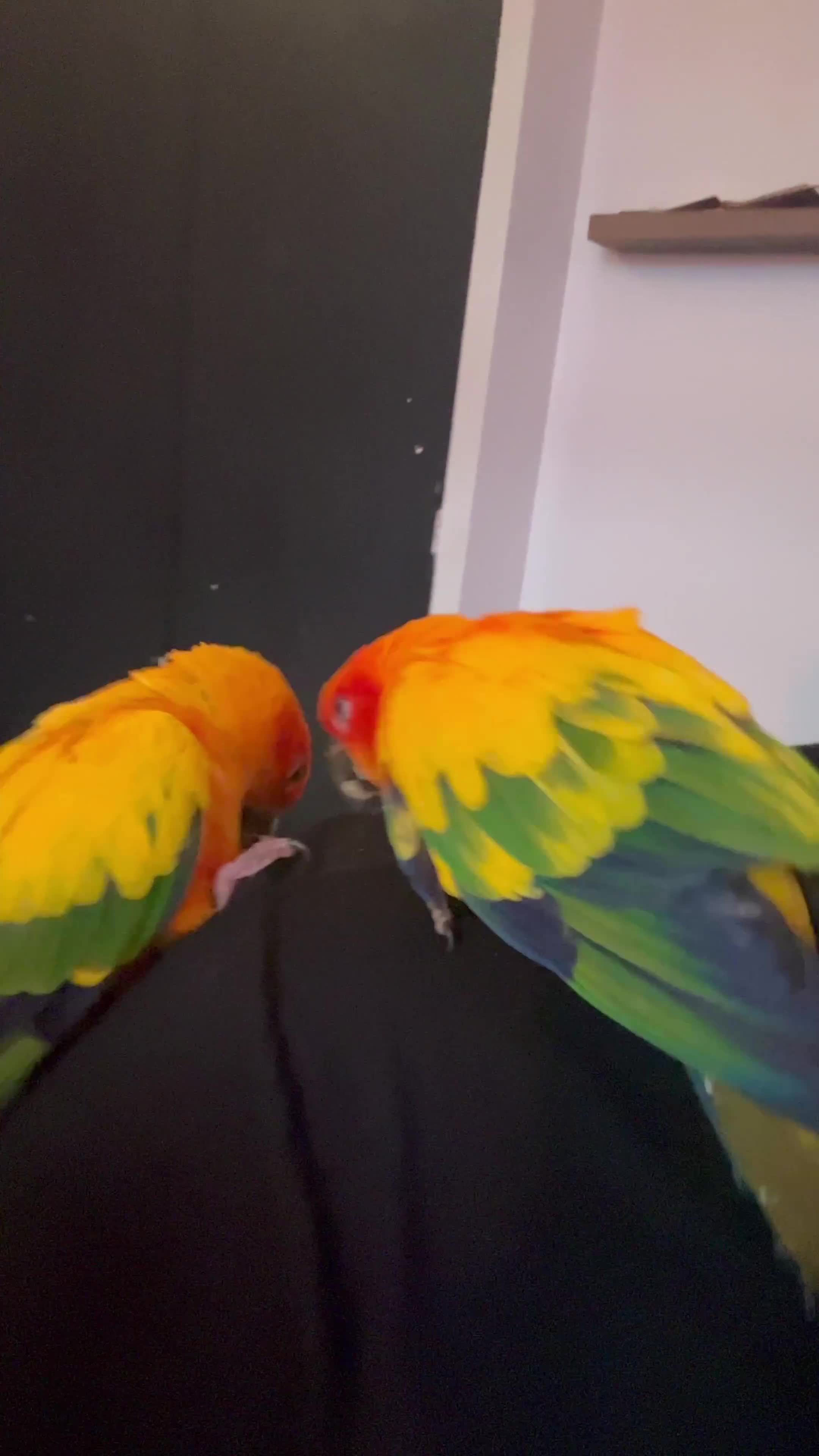 Conures birds for sale: Take Proven Breeding Pair Of Conures - Video 2