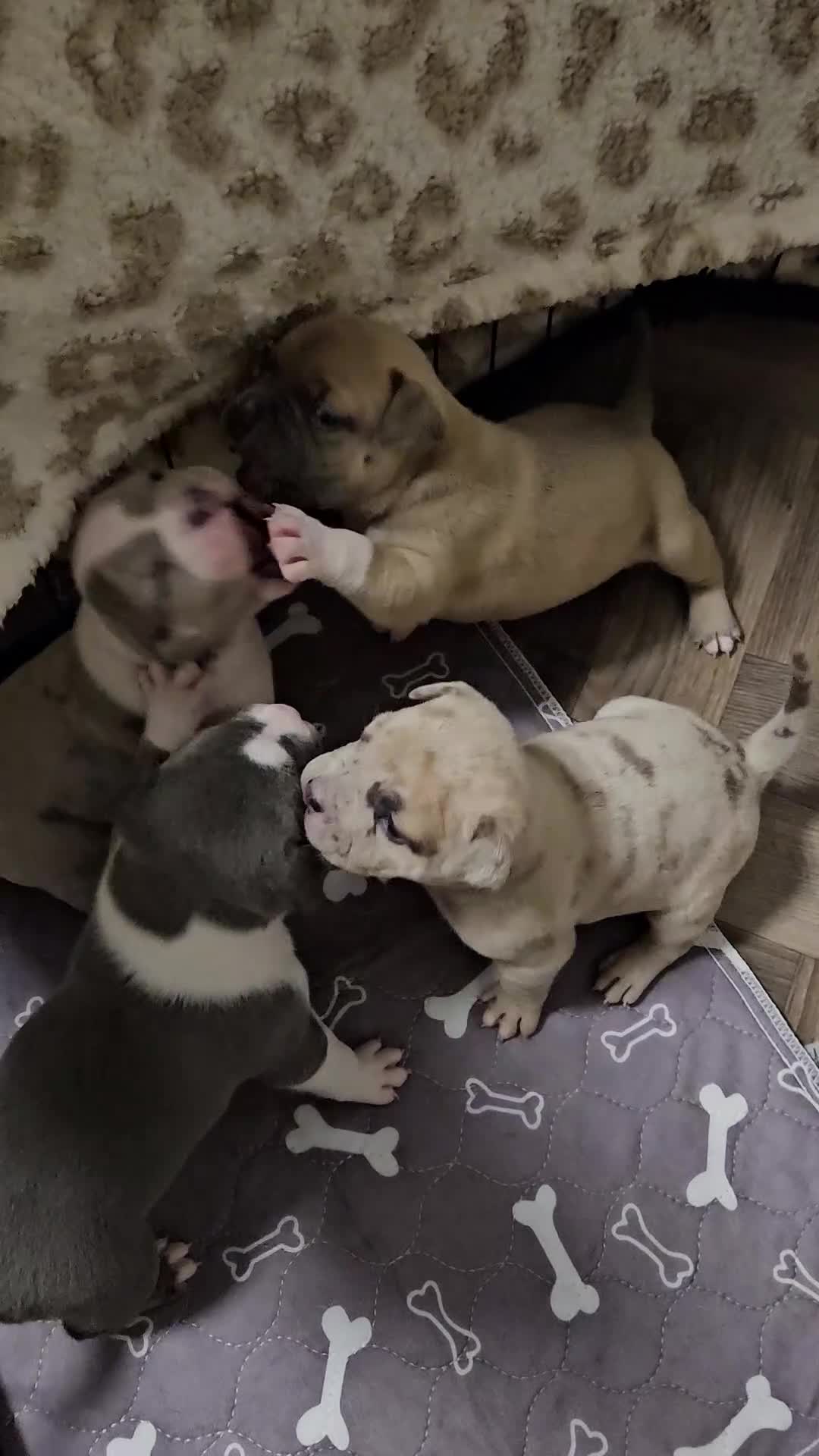 American Bully dogs for sale:  litter of AmericanBully(ABKC)  Standart/Pocket - Video 2