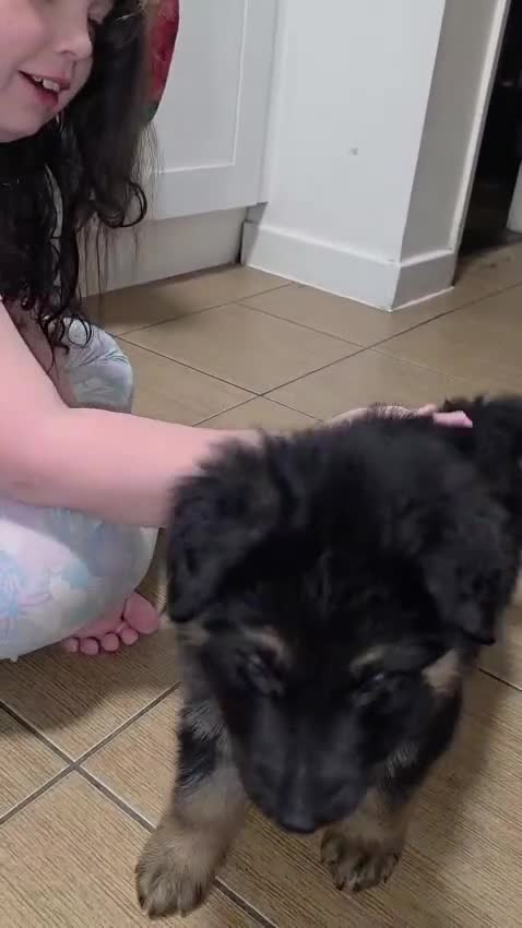 German Shepherd dogs for sale: LAST 3 PUPS READY TO GO NOW - Video 3