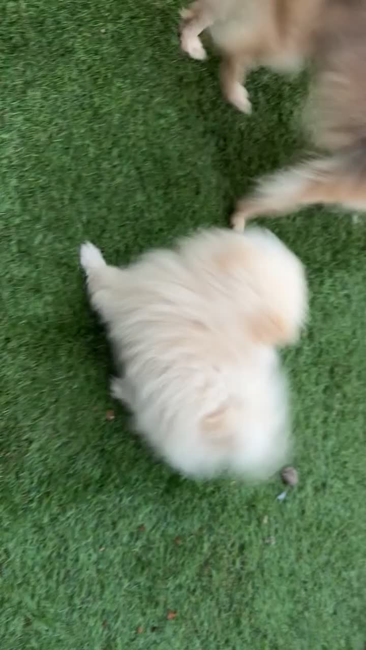Pomeranian dogs for sale: Gorgeous male PomeranianS - Video 1