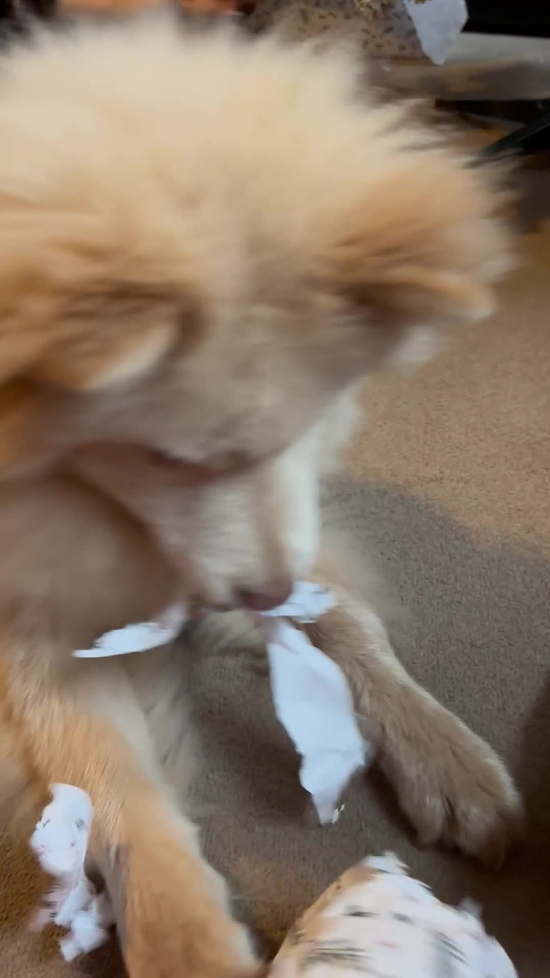Mixed Breed dogs for sale: Chowsky in Gosport - Video 2