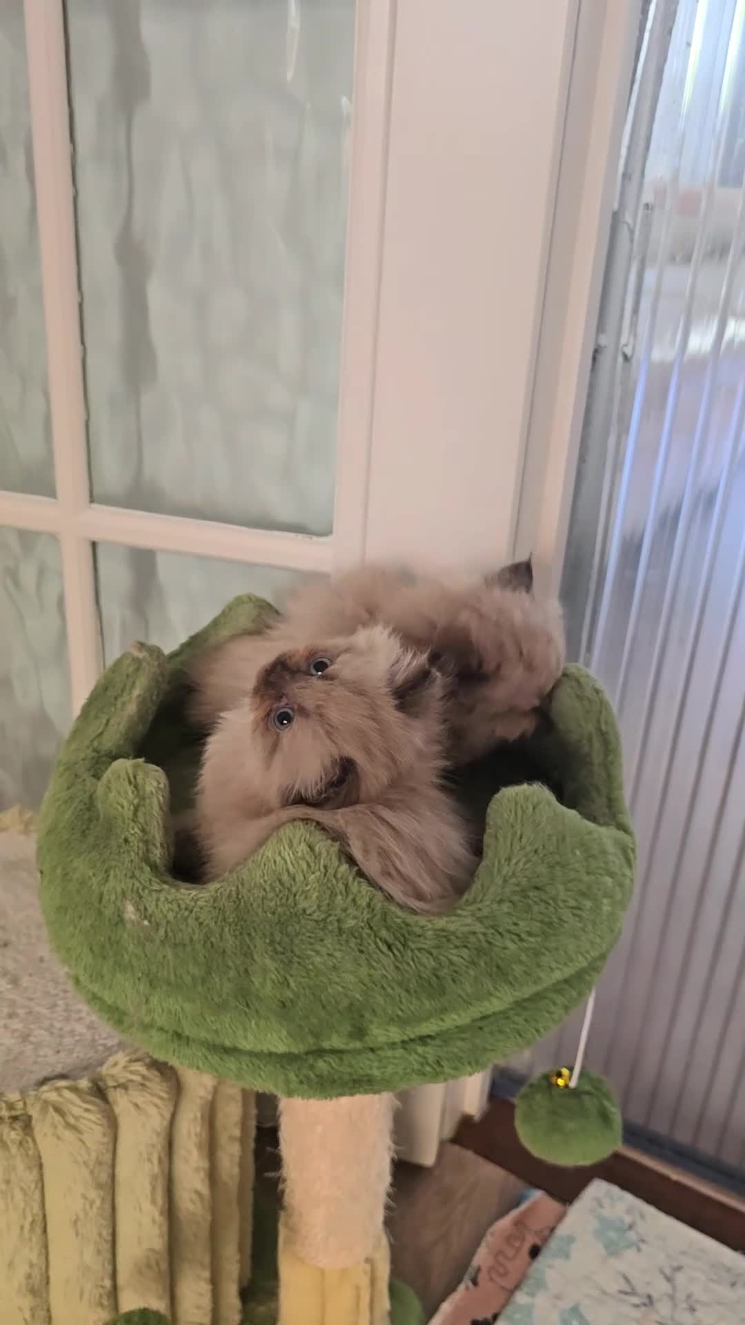 Himalayan cats for sale: Himilayan Minuets - Video 3