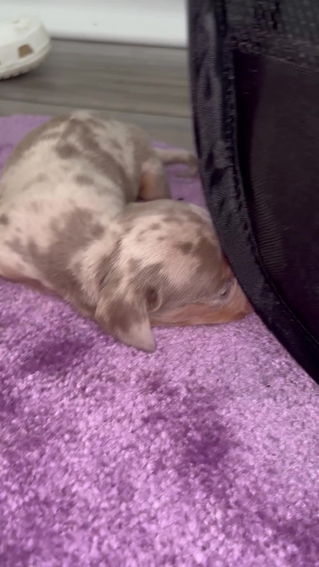 Miniature Dachshund dogs for sale: Beautiful dachshund puppy’s ready for  loving home - Video 1