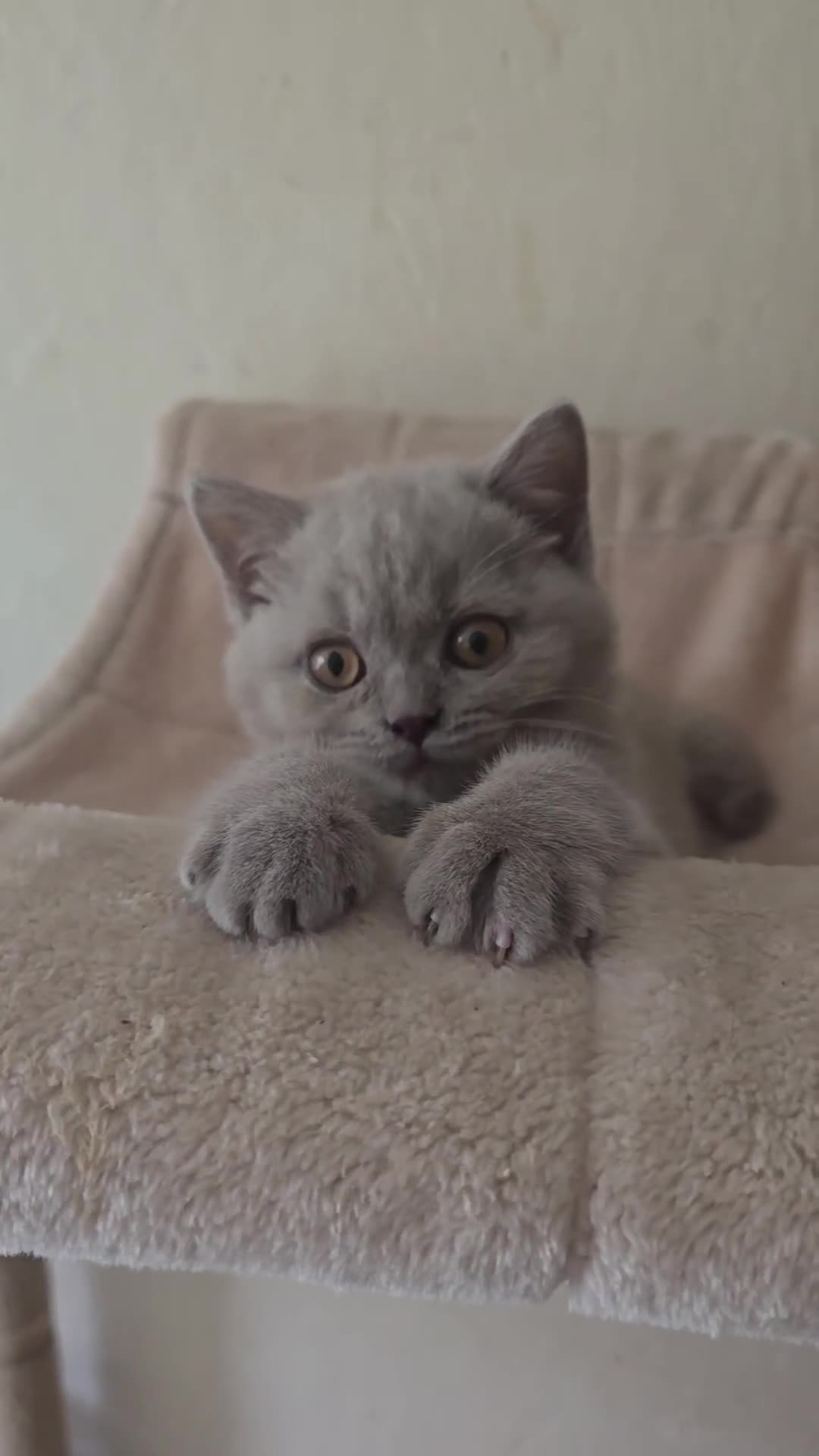British Shorthair cats for sale: Lilac British Shorthair boy - Video 1