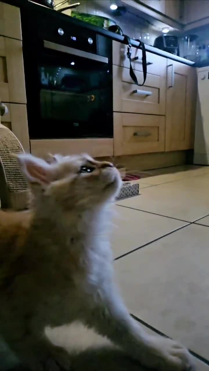 Maine Coon cats for sale: XXL Exceptional Pedigree Kittens Russian line - Video 3