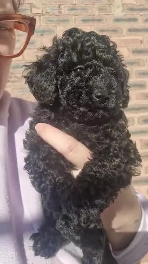 Poochon dogs for sale: F1b Toy Poochon pups - Video 4