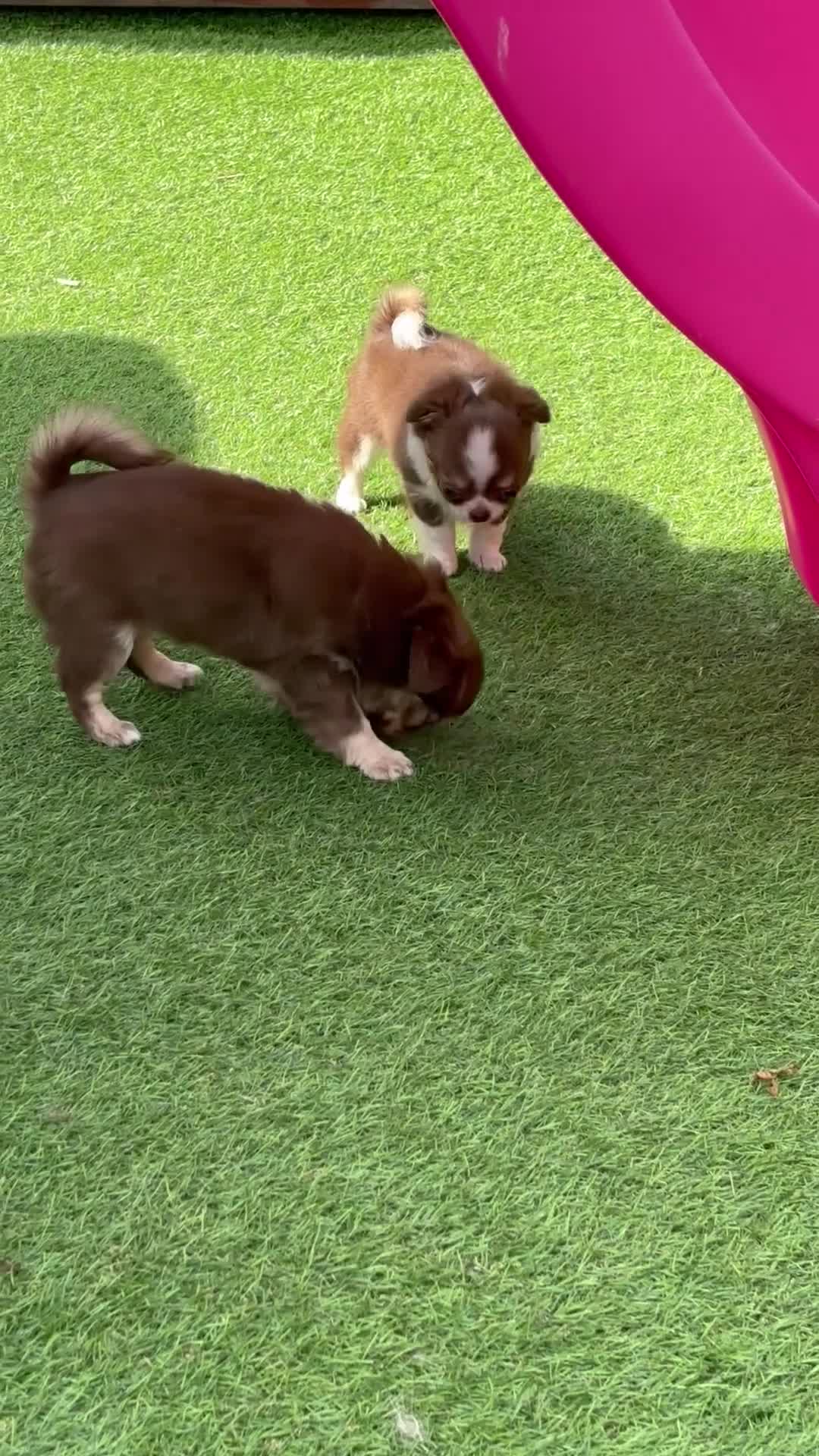 Chihuahua dogs for sale: Beautiful long coat puppies  - Video 4
