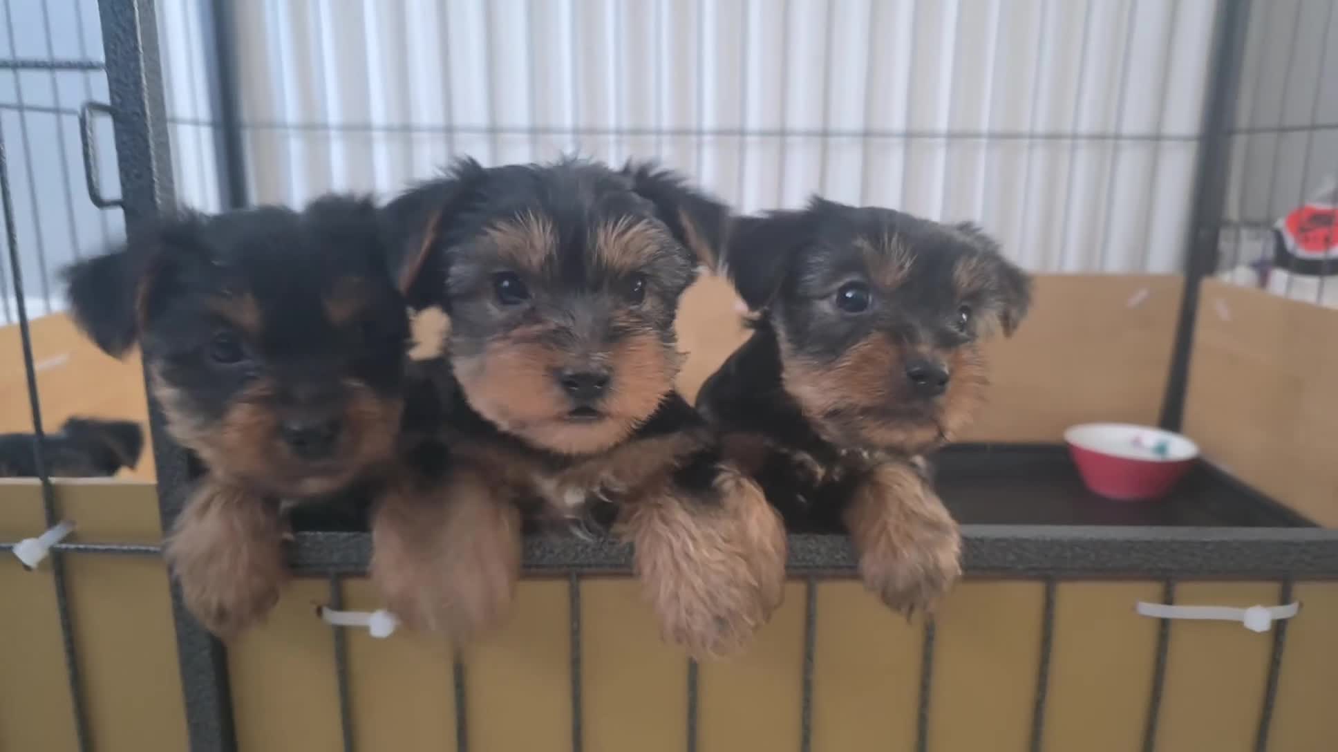 Yorkshire Terrier dogs for sale: Beautiful Yorkshire Terrier Puppies Ready Soon - Video 1