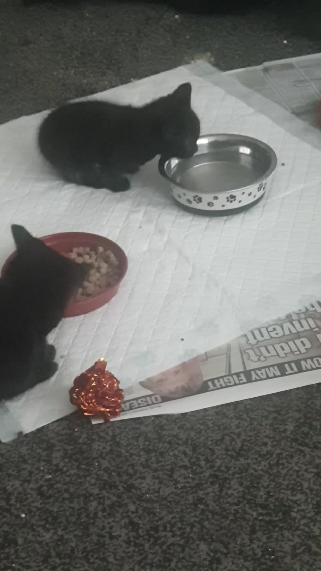 British Shorthair cats for sale: 5 Adorable Kittens  - Video 1