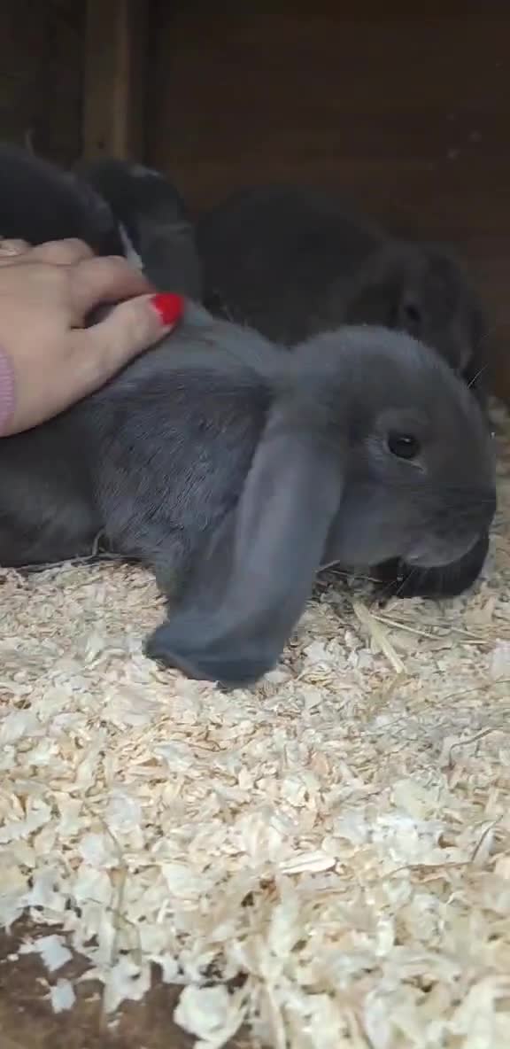 French Lop rabbits for sale: Beautiful french lop boy - Video 2