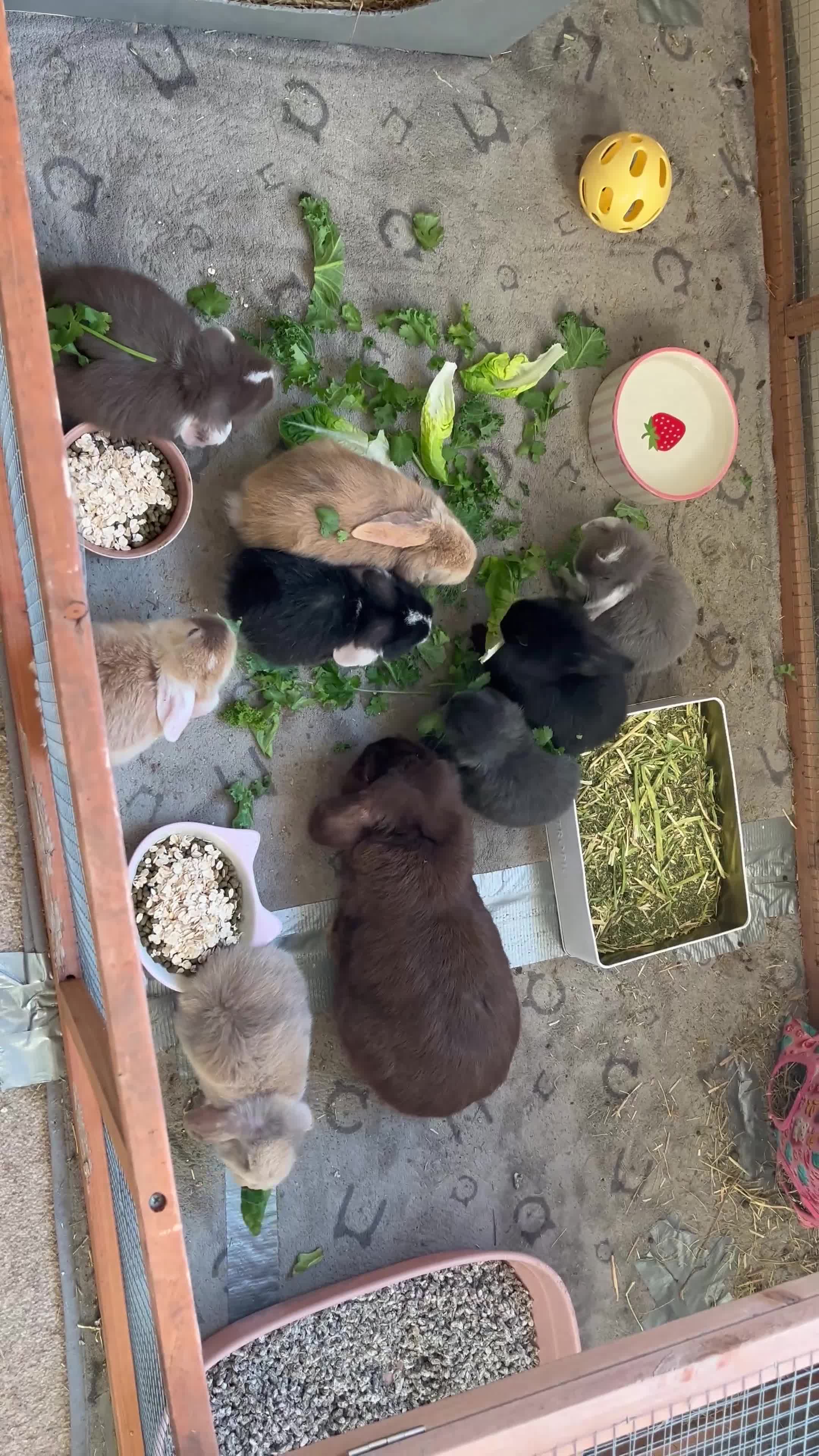 Mini Lop rabbits for sale: Mini Lops - Video 1