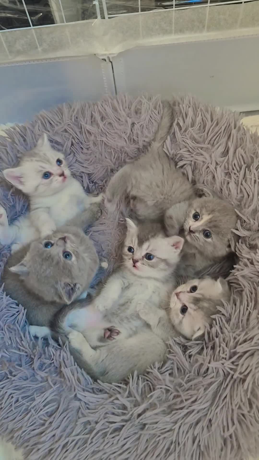 Scottish Fold cats for sale: Scottish Fold/ Straight kittens  - Video 2
