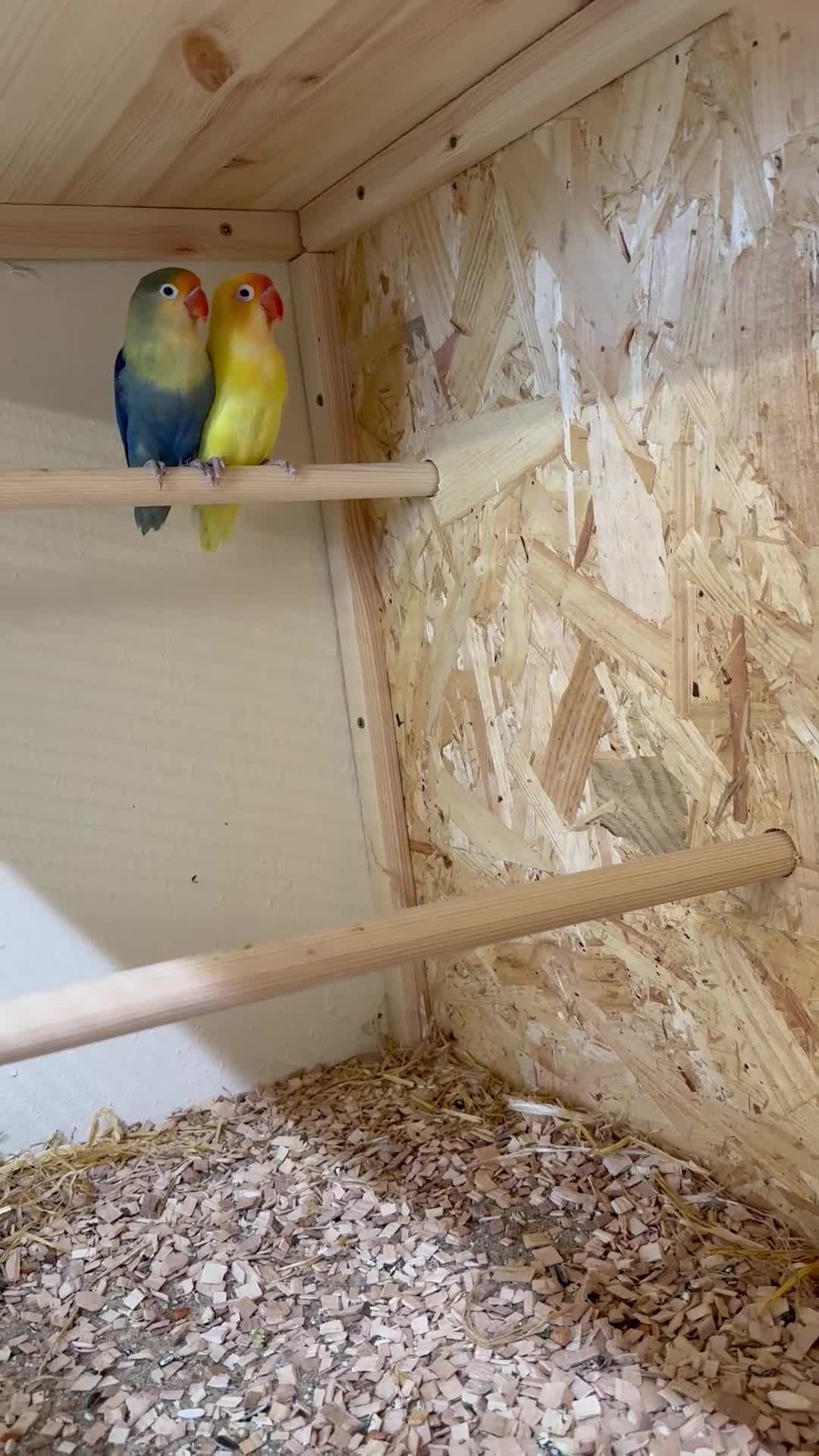 Lovebirds birds for sale: Young bonded pair of love birds  - Video 1