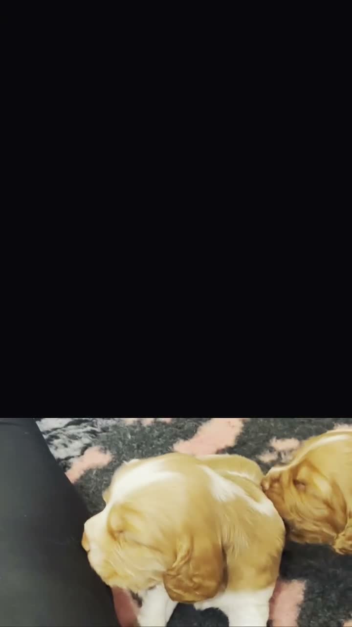 Cocker Spaniel dogs for sale: Beautiful Working Cocker Spaniel Puppies 🐾 - Video 2