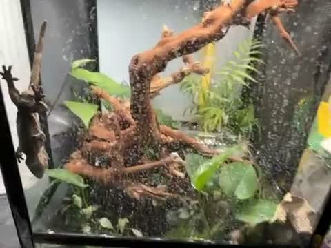 Gecko reptiles for sale: Male crested gecko, comes with tank and more - Video 1