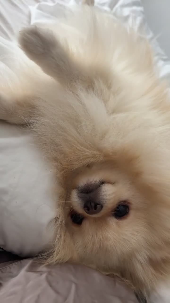 Pomeranian dogs for stud: Pomeranian stud  - Video 1