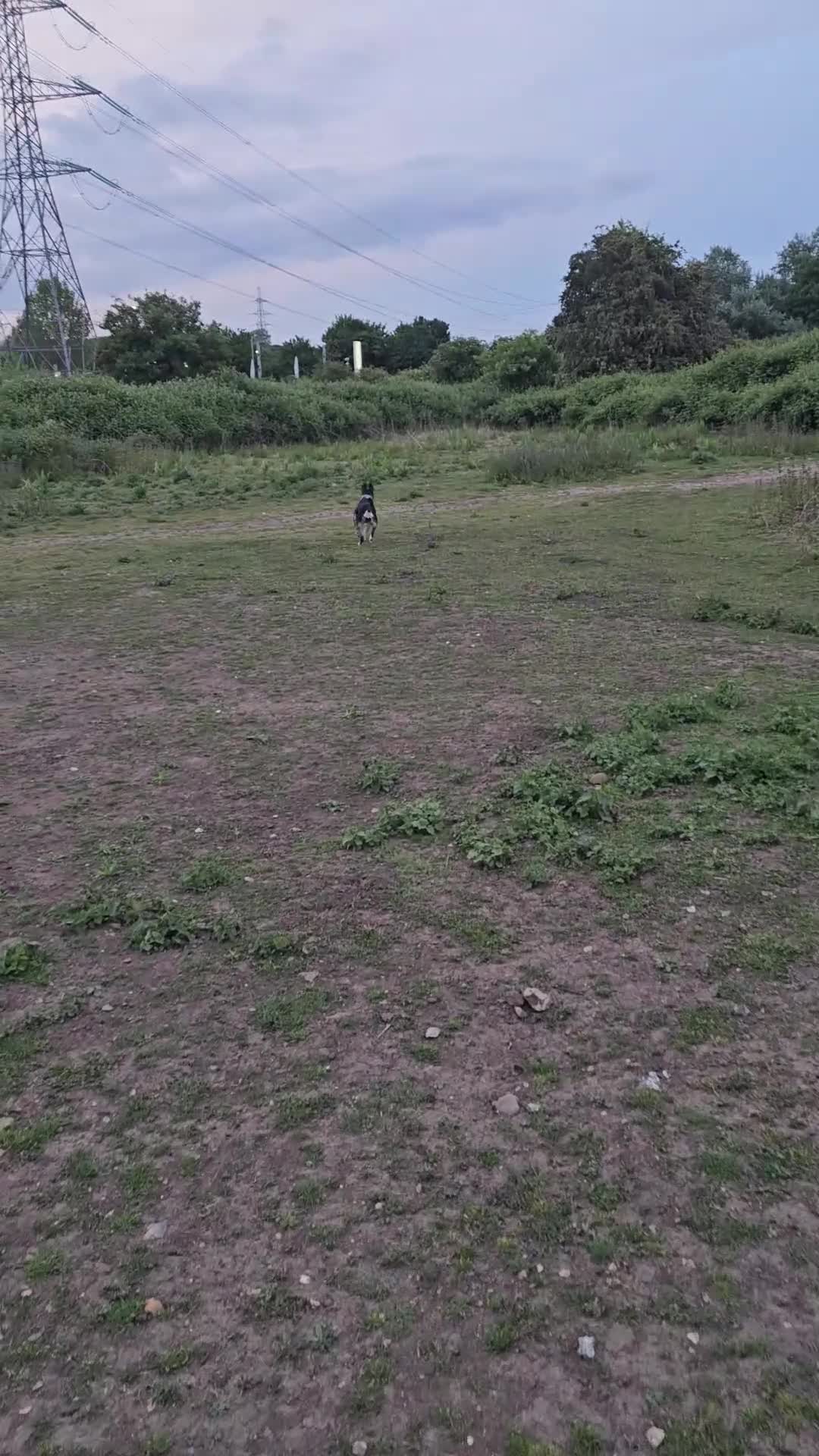 Mixed Breed dogs for sale: 6 month English Bull terrier F mix in Canterbury - Video 1