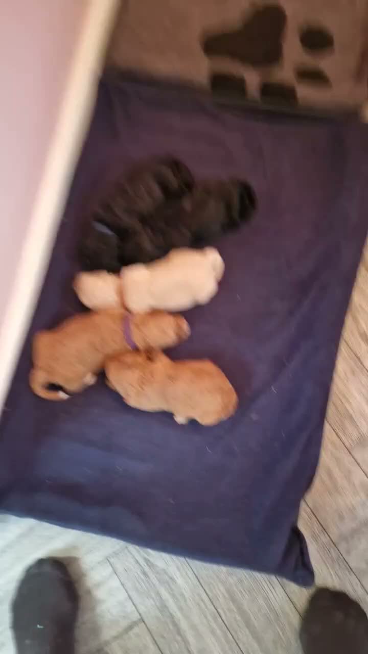 Cockapoo dogs for sale: Beautiful miniature/toy cockerpoos  - Video 2