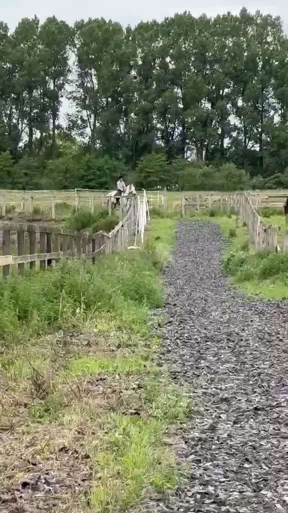 Connemara horses for sale: Project/Sold from a field  - Video 2