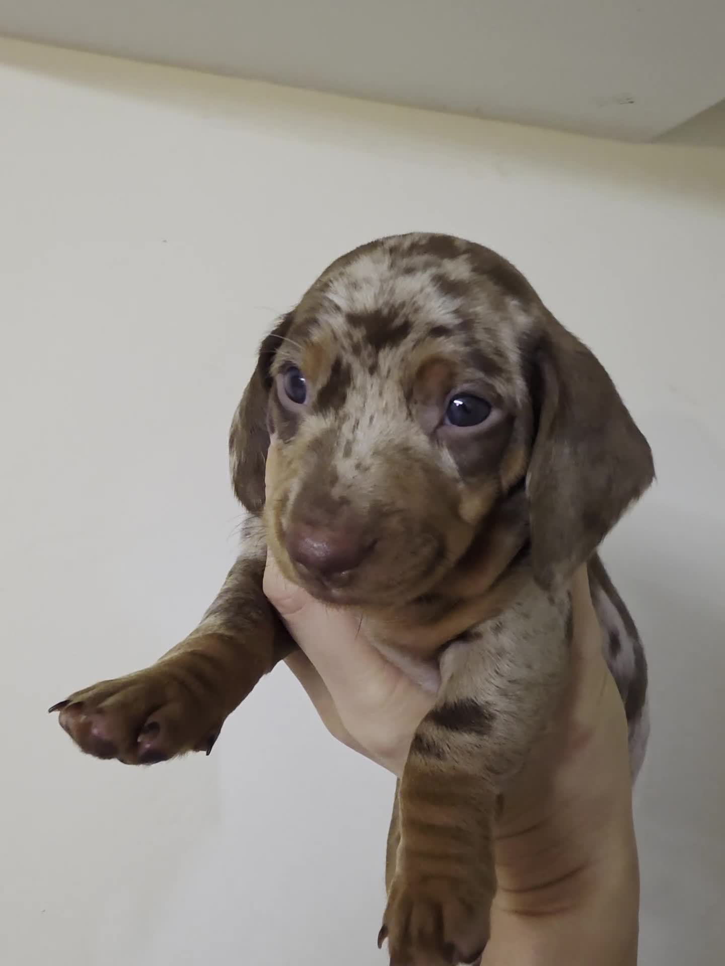 Dachshund dogs for sale: Standard Dachshund Show-quality Puppies - Video 1