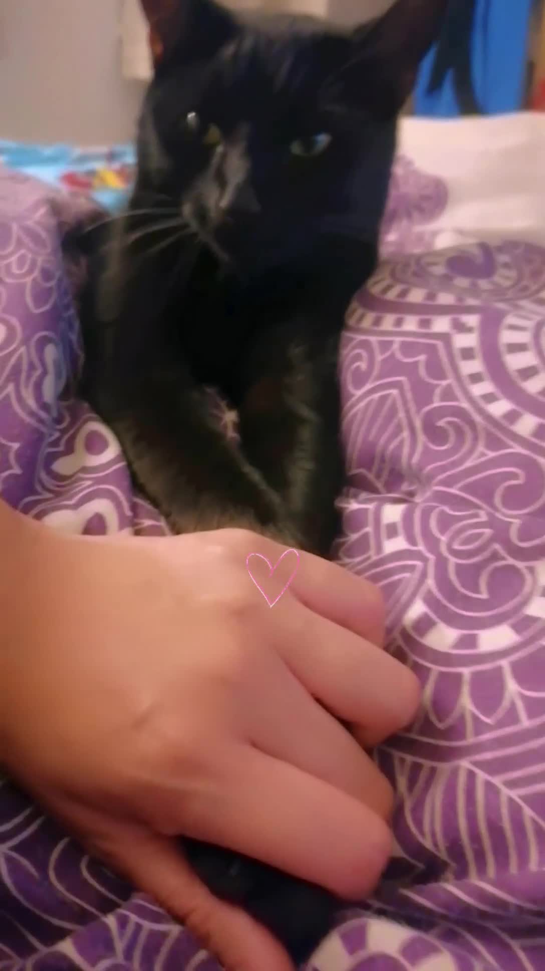 British Shorthair cats for sale: Black cat - Video 2