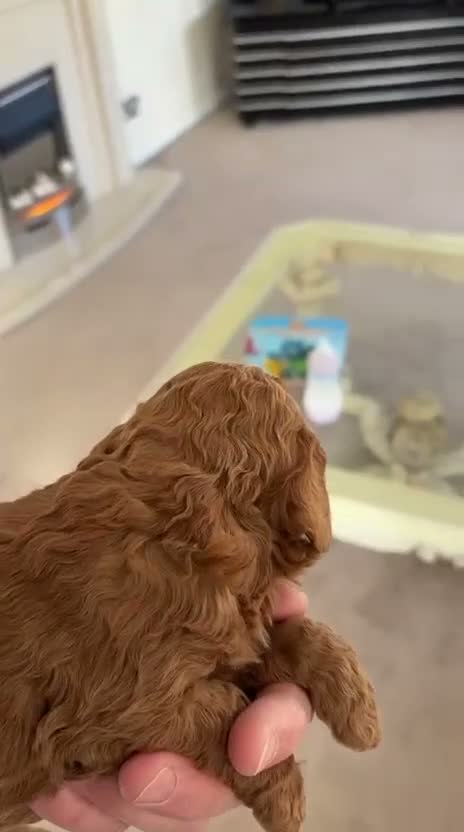 Cavapoo dogs for sale: Cavapoo puppies for sale in Chertsey - Video 1