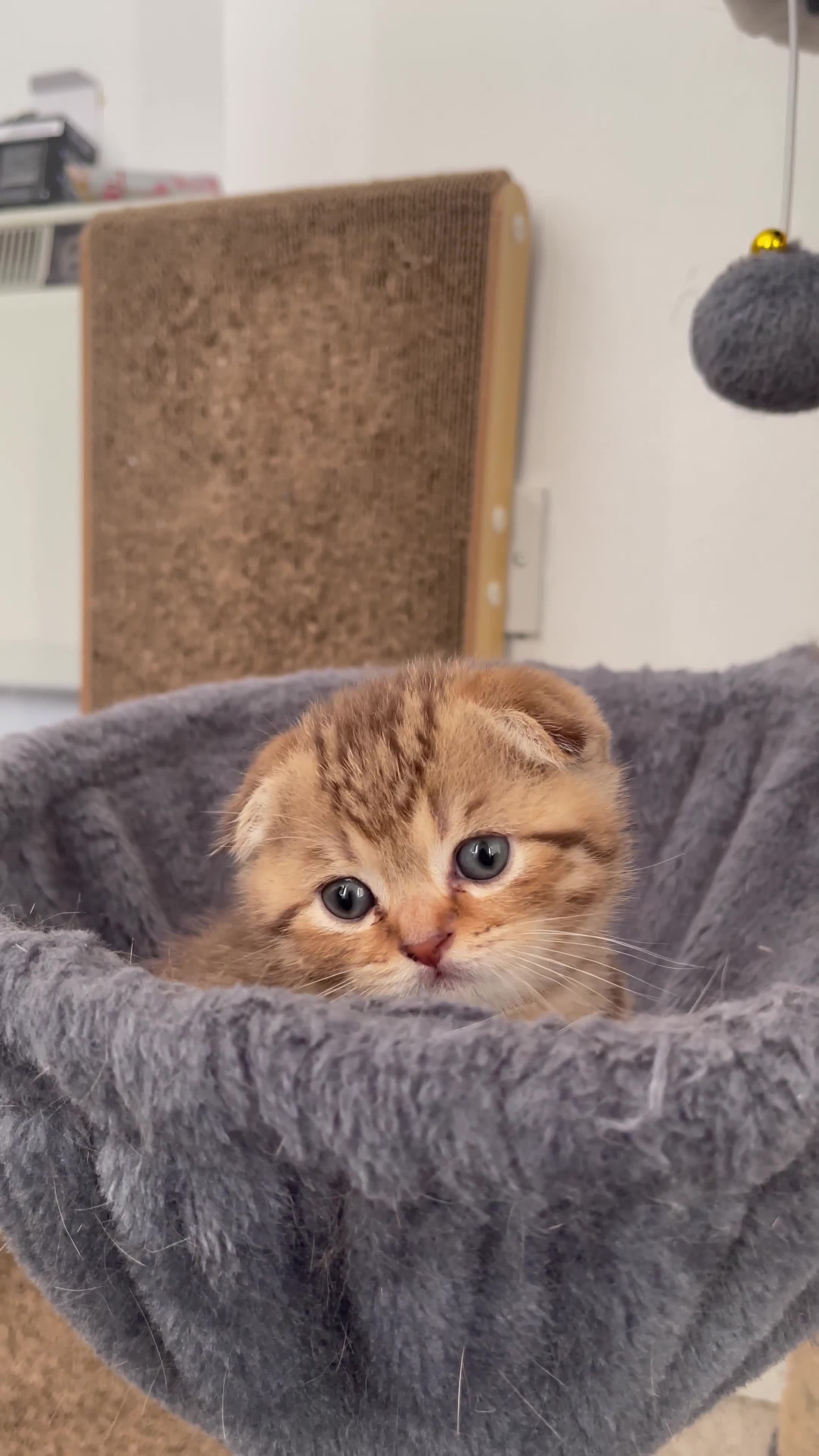 Scottish Fold cats for sale: Scottish Fold Boy  - Video 2