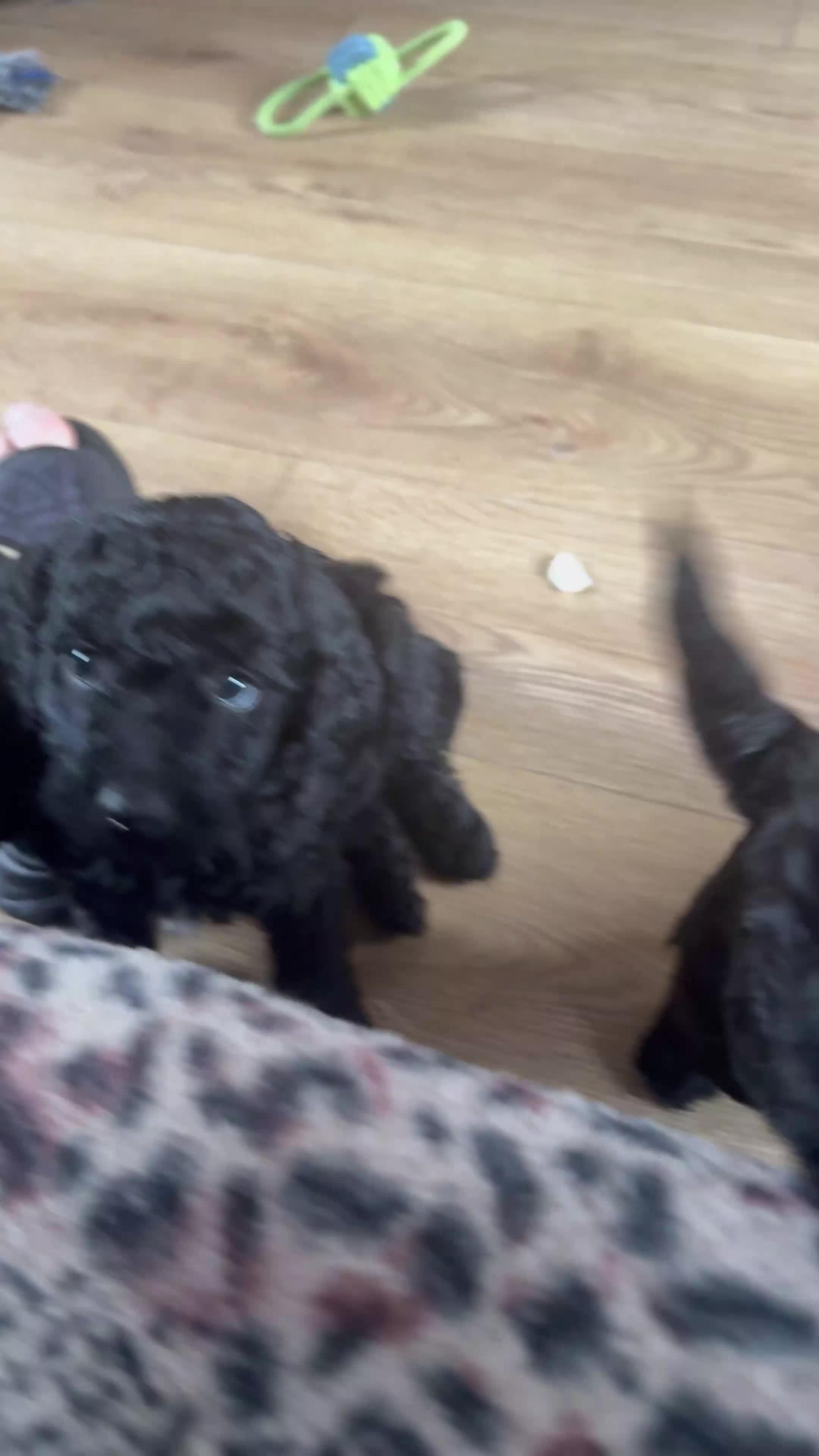 Mini Goldendoodle dogs for sale:  1 girl 1 boy remaining reduced £699 - Video 1