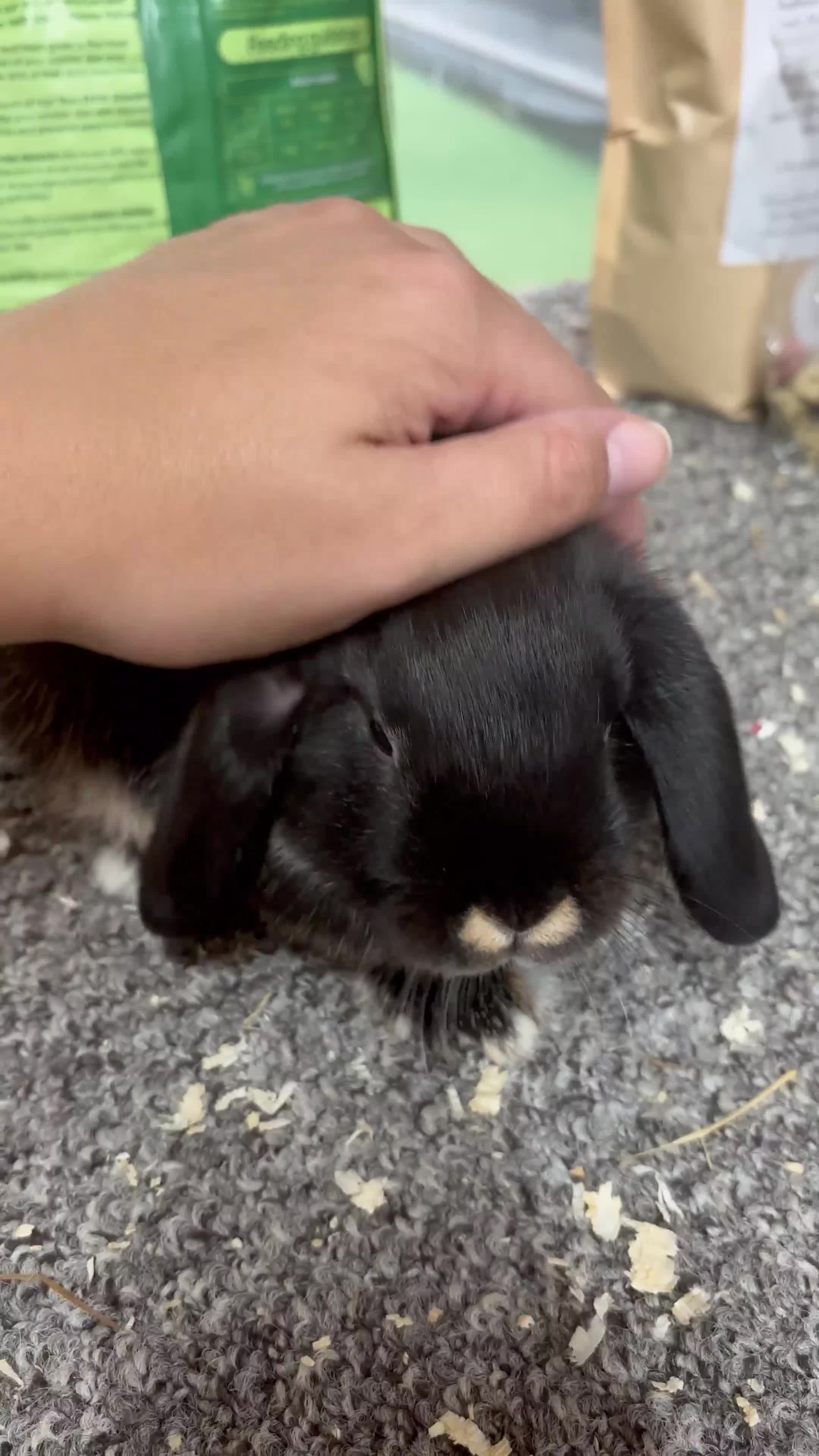 Mini Lop rabbits for sale: Pedigree Minilop babies for sale  - Video 1