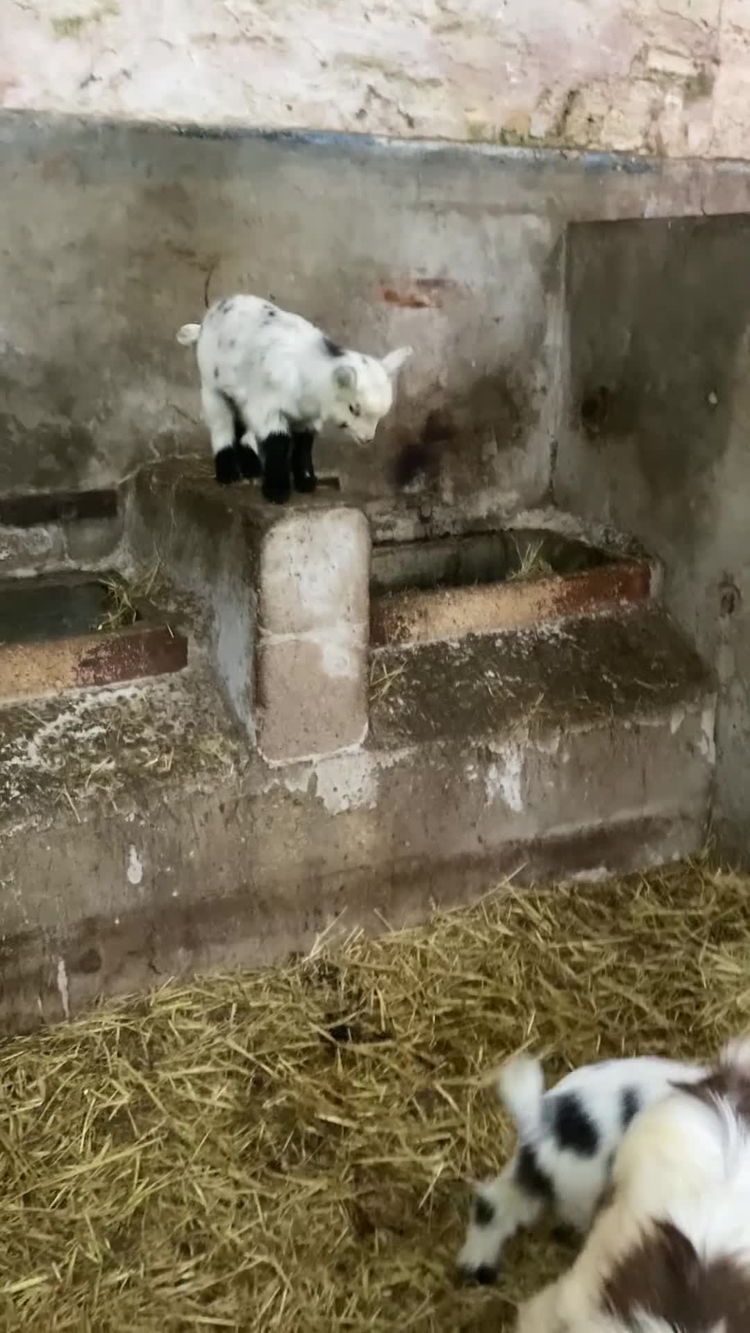 Goats livestock for sale: Pygmy goat kids - Video 1