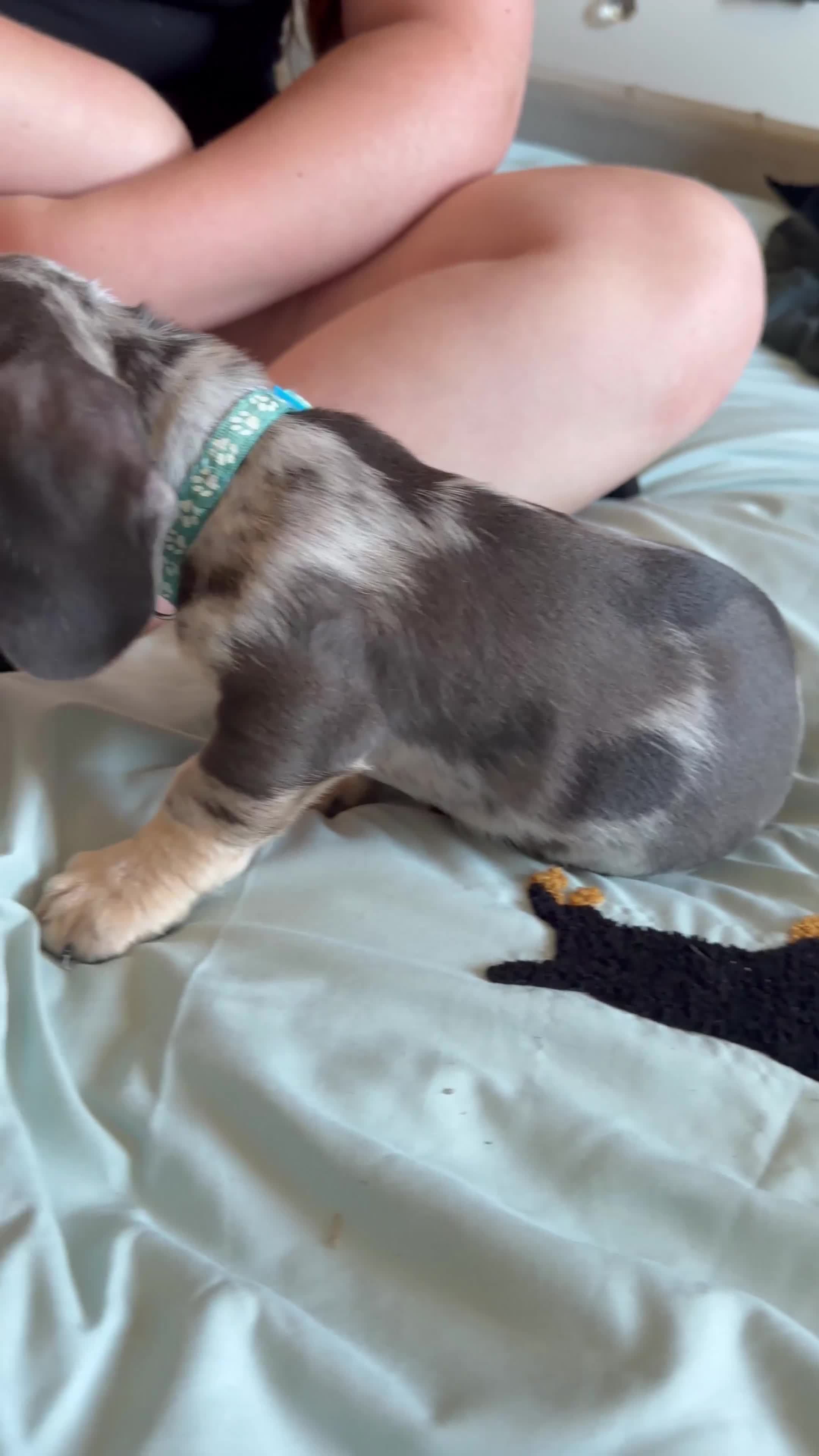 Dachshund dogs for sale: 1 beautiful boy left READY NOW  - Video 1