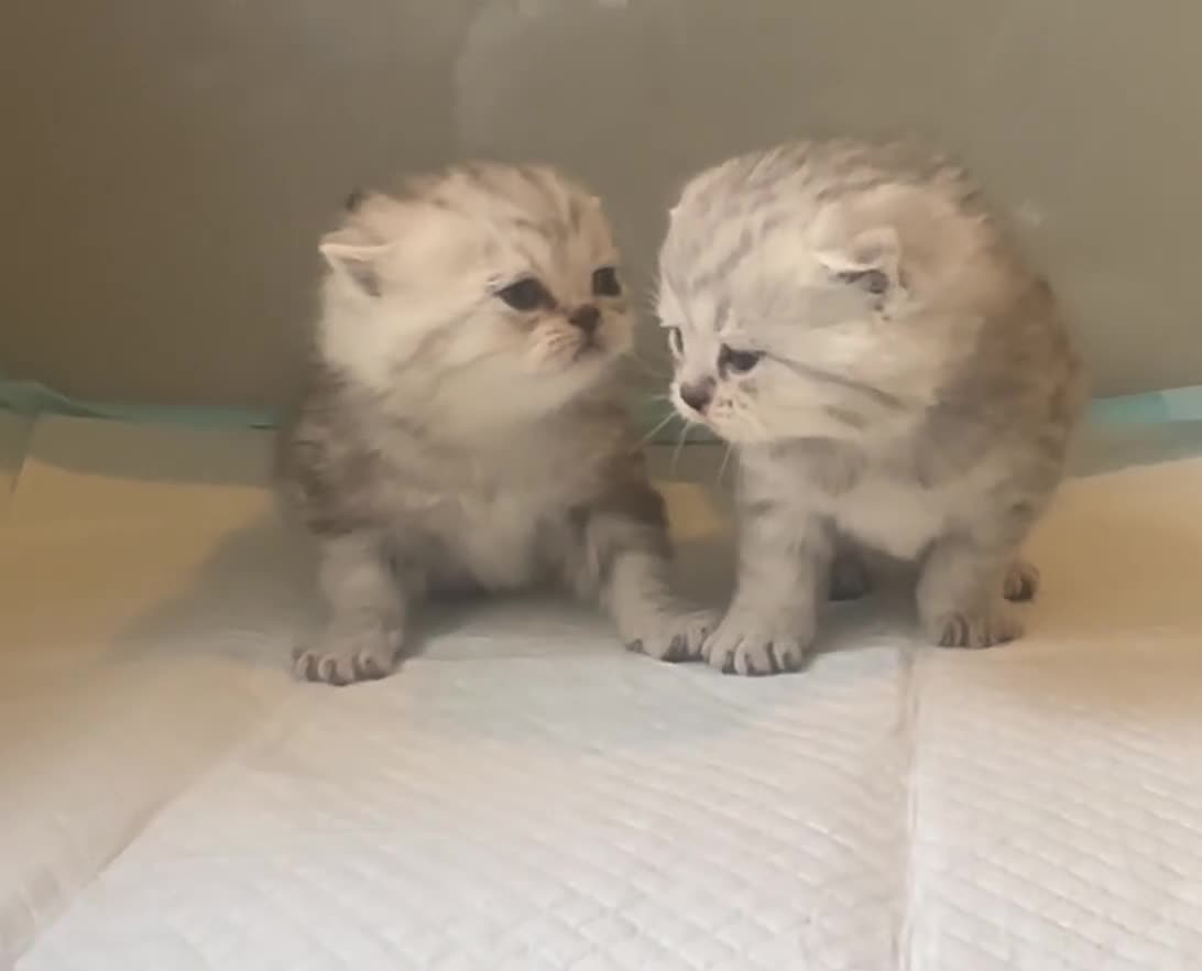 Scottish Fold cats for sale: 2 girl 1 boy beautiful quality Scottish Folds ❤️  - Video 1