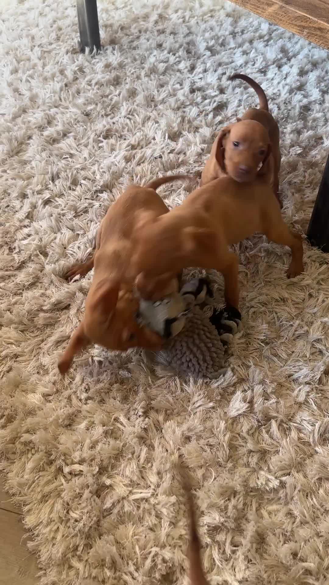 Hungarian Vizsla dogs for sale: 🐾KC Registered Hungarian Vizsla puppies🐾 - Video 2