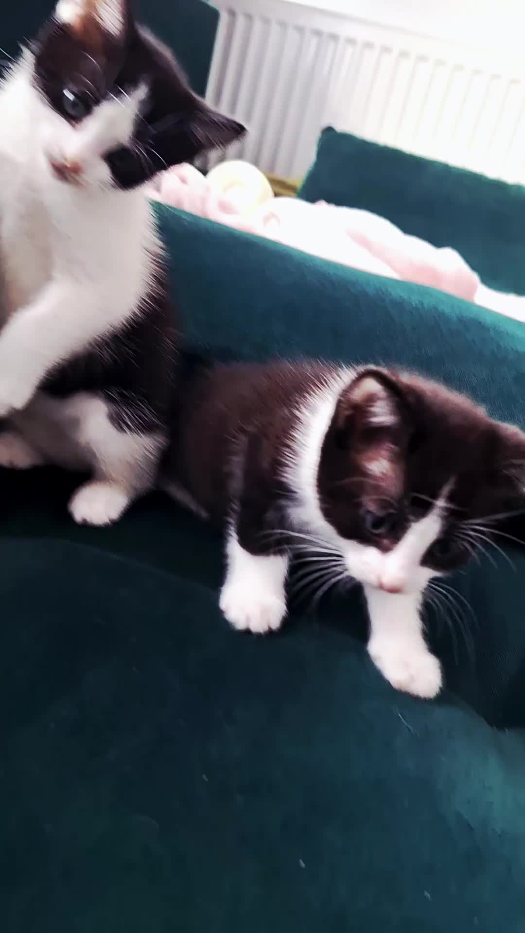 Domestic Shorthair cats for sale: Kittens for sale  - Video 1