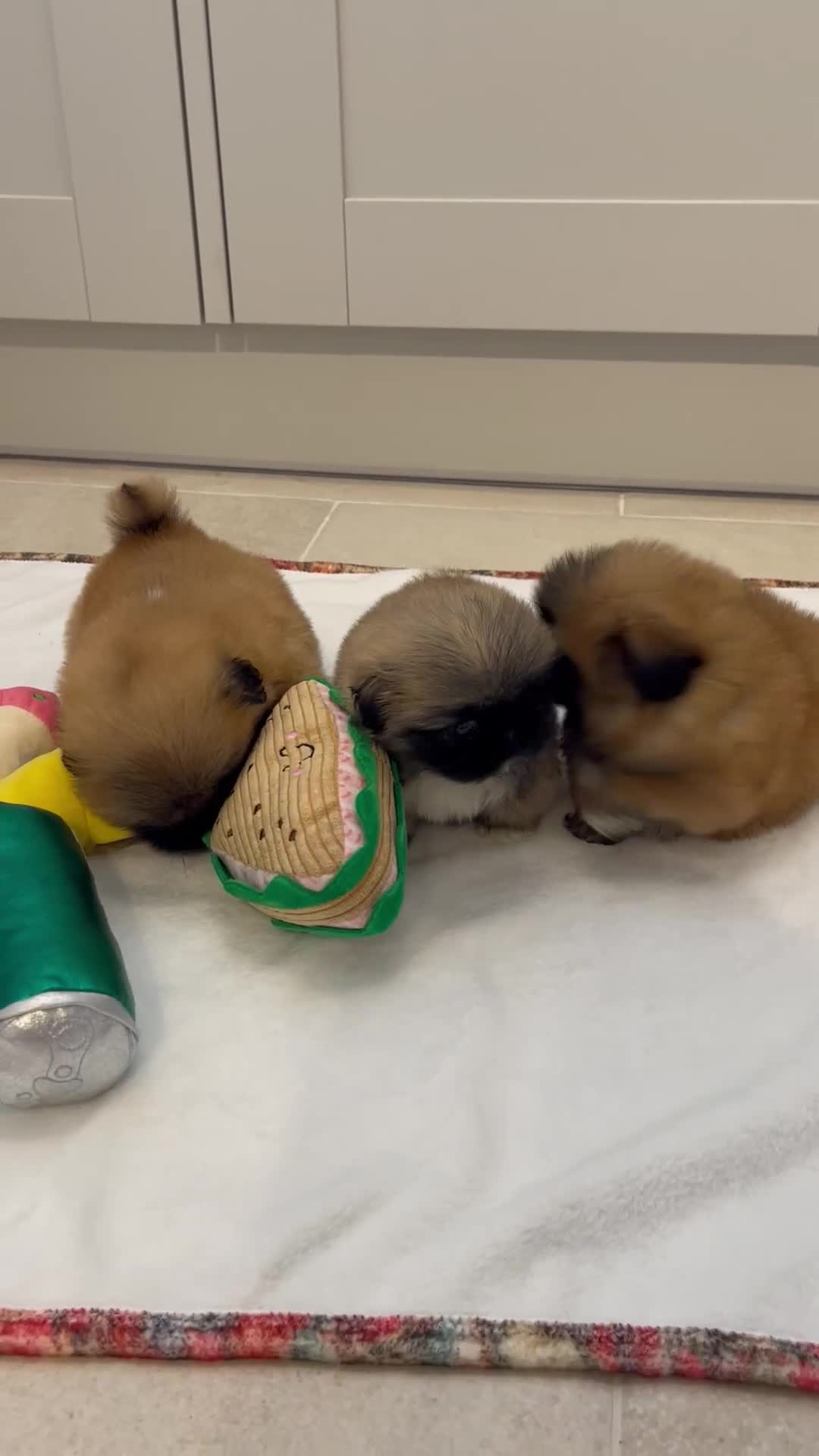 Pekingese dogs for sale: ❤️Gorgeous KC Reg Pekingese pups❤️ - Video 1