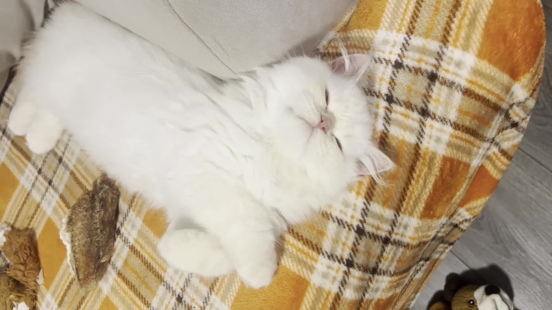 British Longhair cats for sale: One boy left Persian Mum / Registered BLH Dad - Video 2