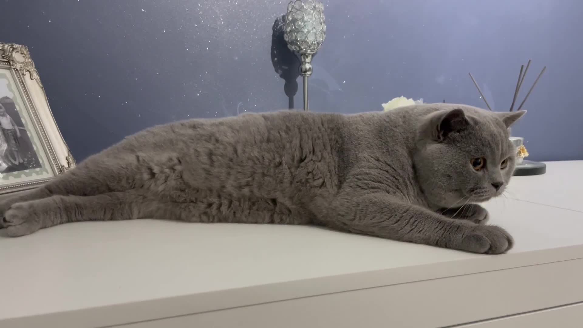 British Shorthair cats for stud: 🏆🔥GCCF BLUE CHAMPION STUD CARRYING CINNAMON 🔥🏆 - Video 1