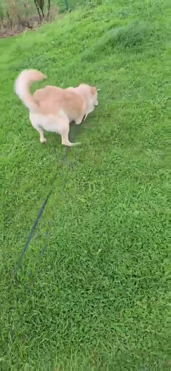 Mixed Breed dogs for adoption: Pippin for adoption in Hamilton - Video 1