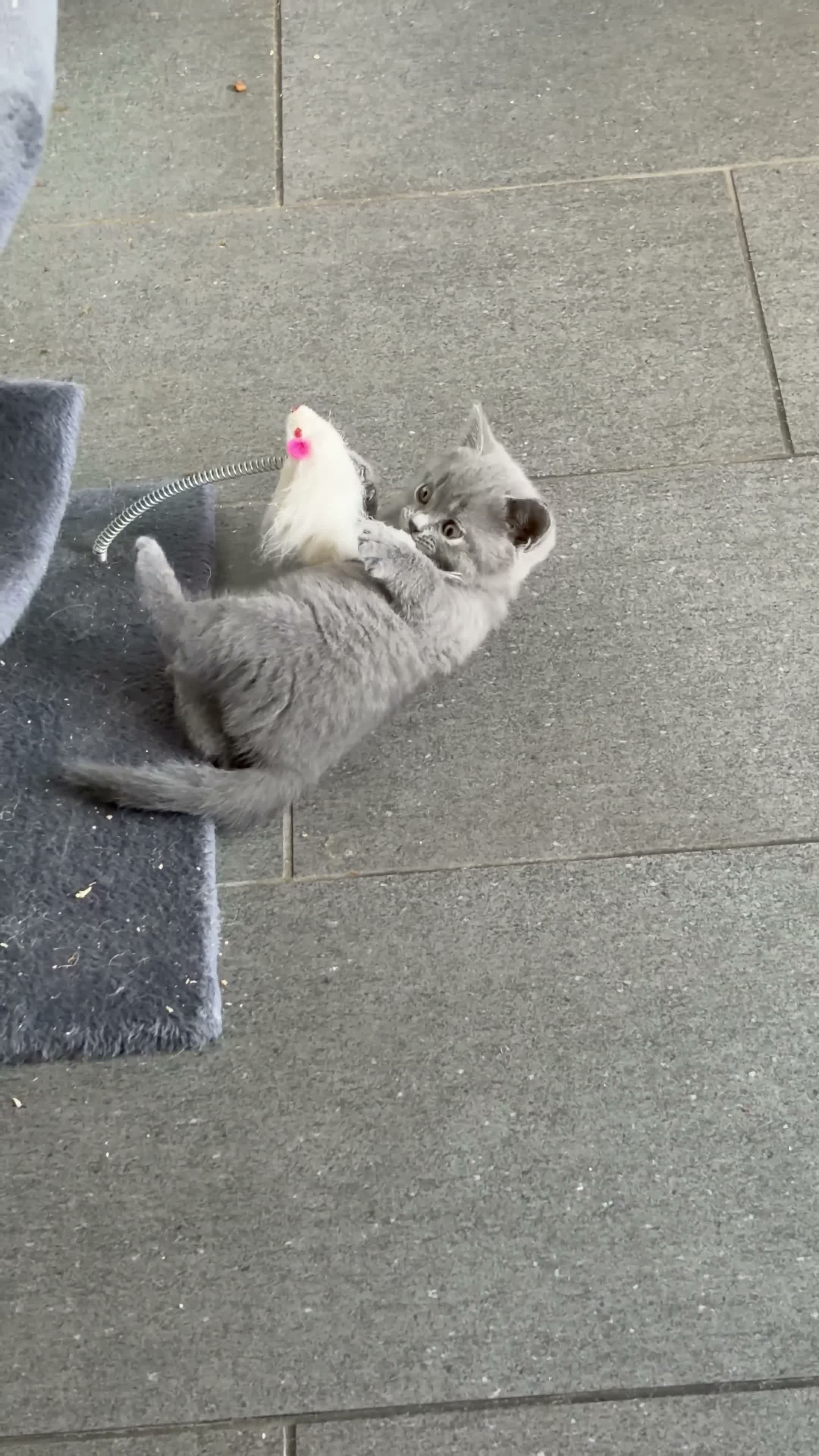 British Shorthair cats for sale: Beautiful British shorthair 1 girl left! - Video 2