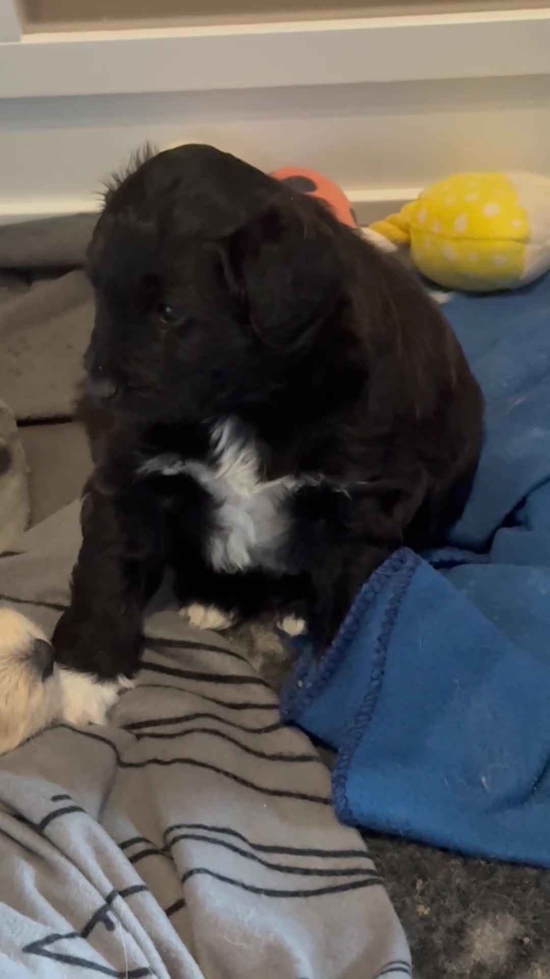 Mixed Breed dogs for sale: Jackapooshon’s for sale  in Kirkcaldy - Video 2