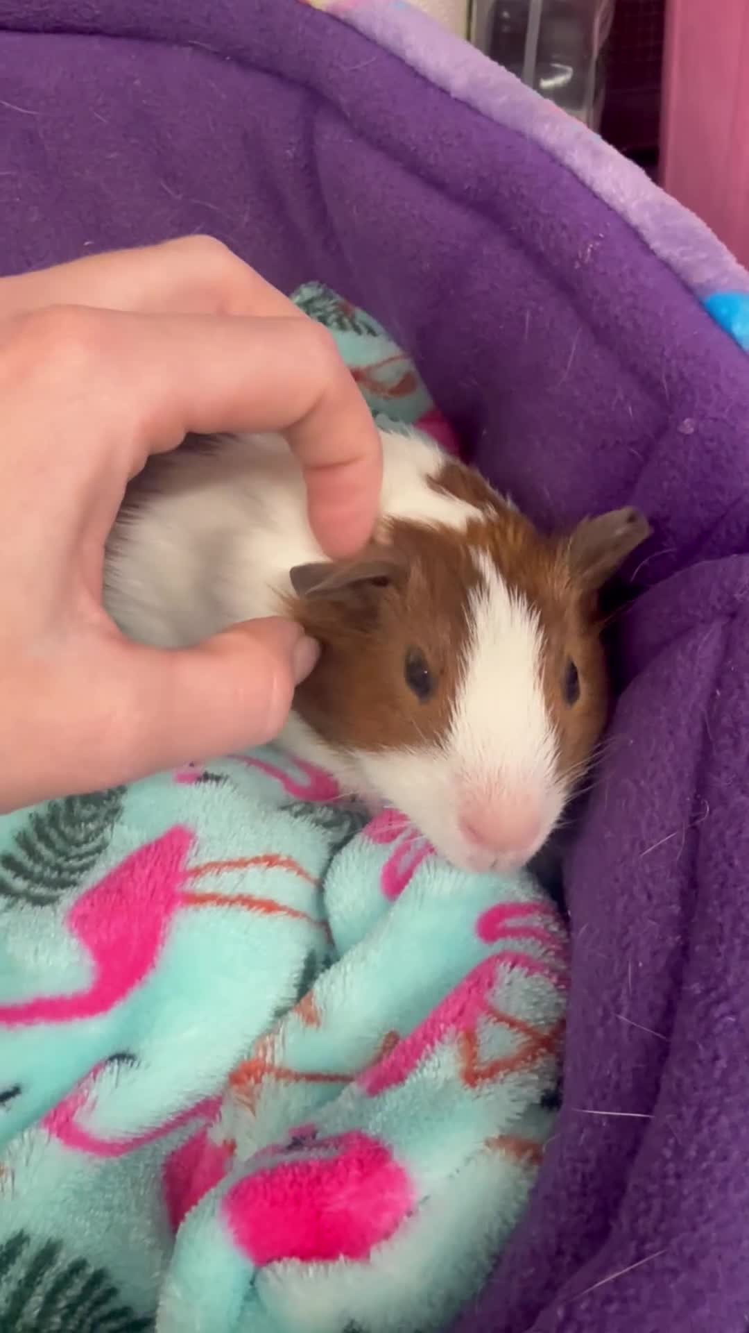 Guinea Pig rodents for sale: Super sweet purebred baby guinea pigs  - Video 2