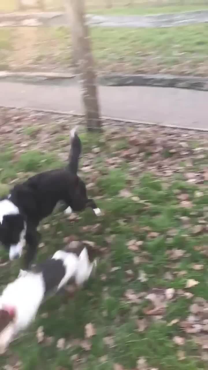 Mixed Breed dogs for adoption: Bouncy Betty - Video 2