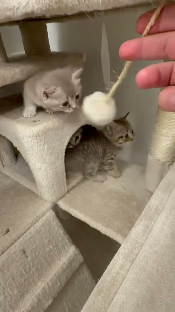 British Shorthair cats for sale: British short hair  - Video 1