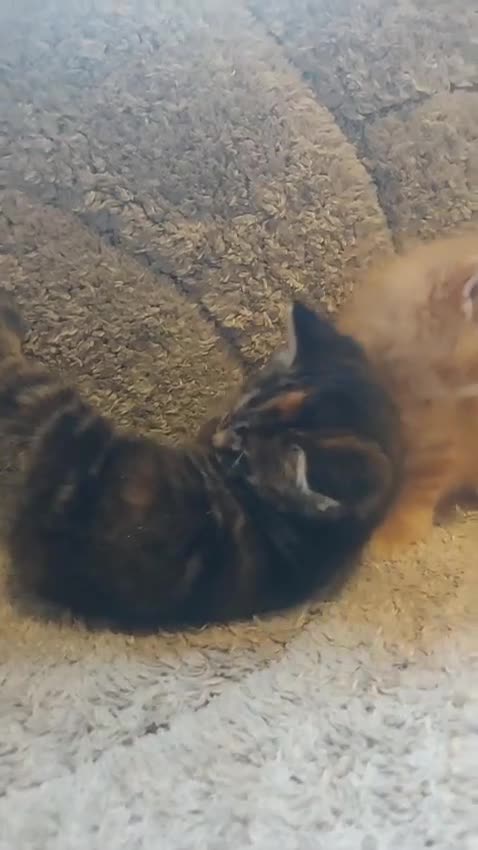 British Longhair cats for sale: Kittens for sale. - Video 1