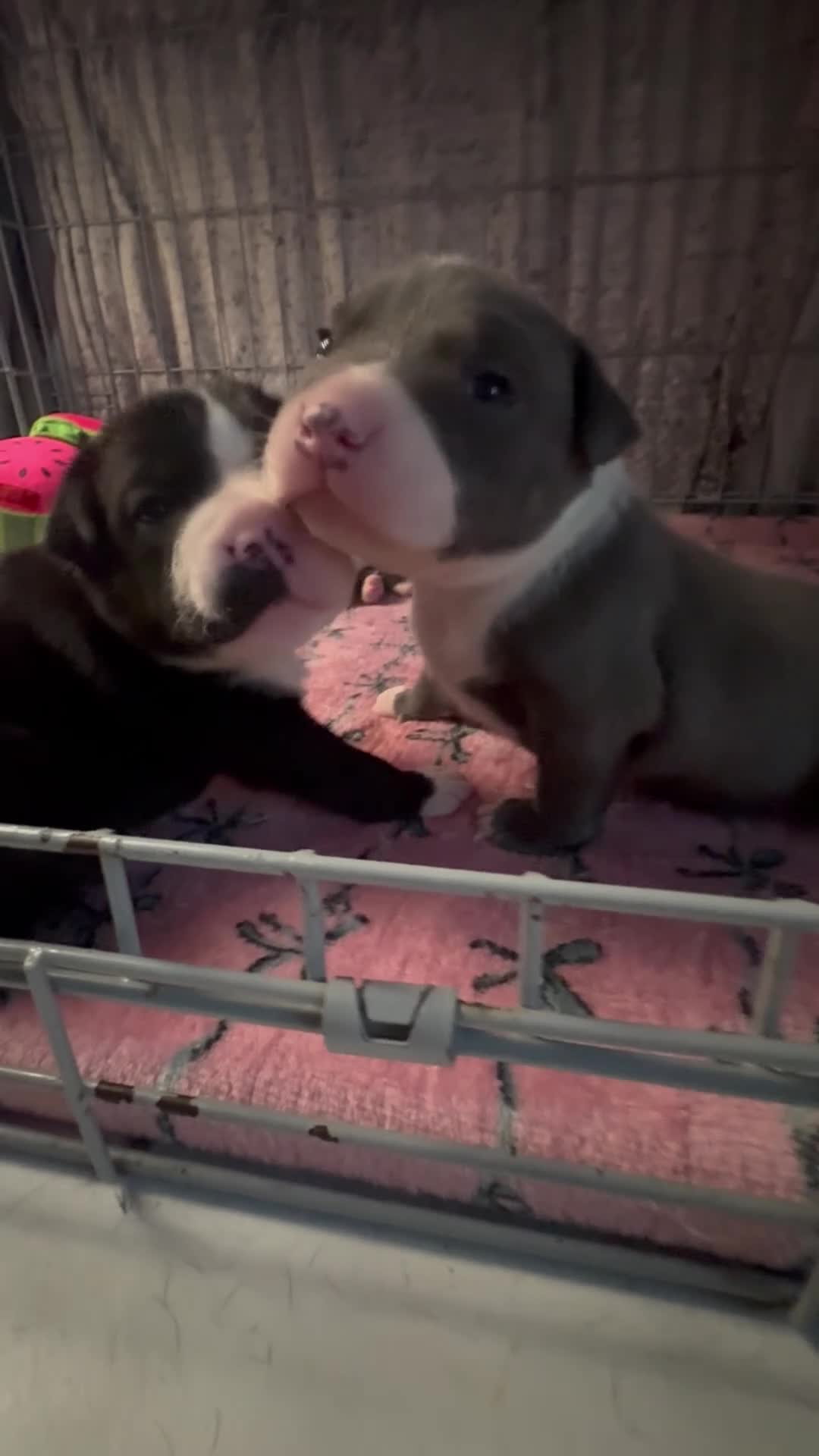 Staffordshire Bull Terrier dogs for sale: Staffordshire bull terrier 3 males  - Video 2