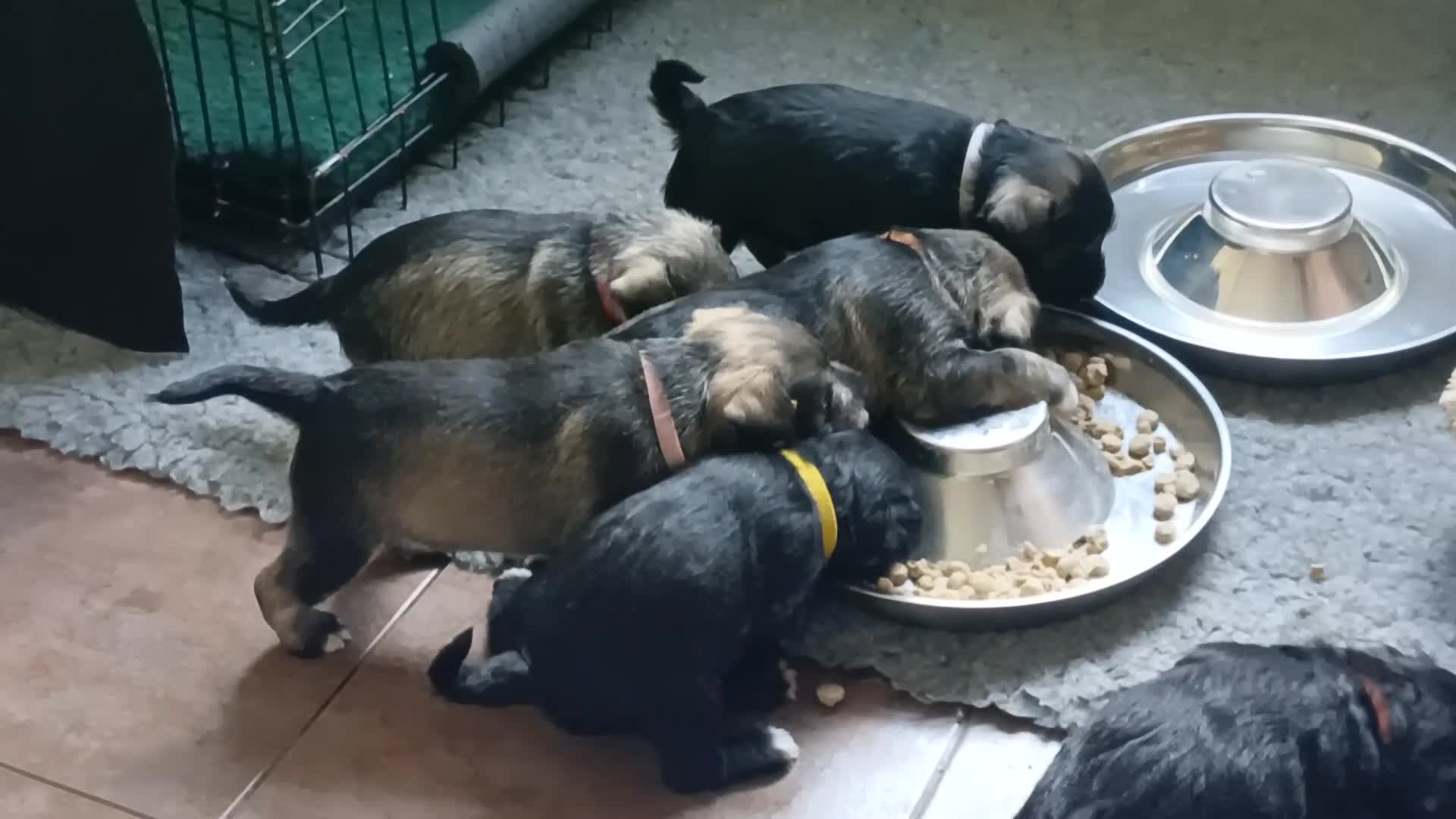 Miniature Schnauzer dogs for sale: Beautiful miniature shnauzers  - Video 2