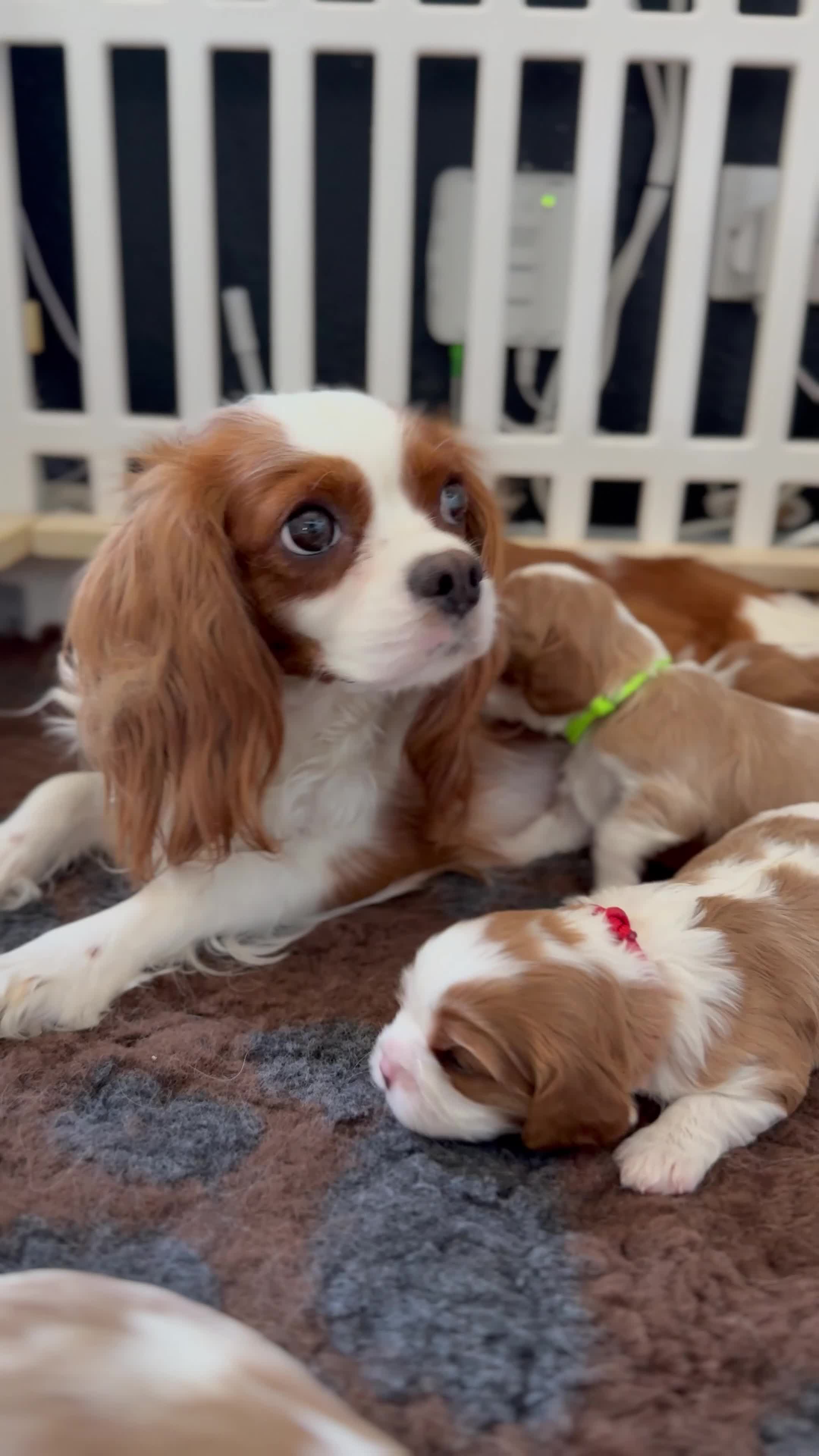 Cavalier King Charles Spaniel dogs for sale: Little Tiny Cavalier Available ❤️🐶 - Video 2