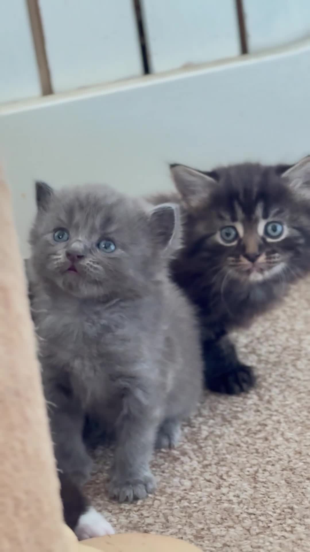 Russian Blue cats for sale: Maincoon Russian blue.  - Video 1