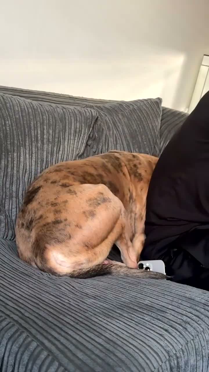 Mixed Breed dogs for sale: 1 year old boy called Ace  - Video 2