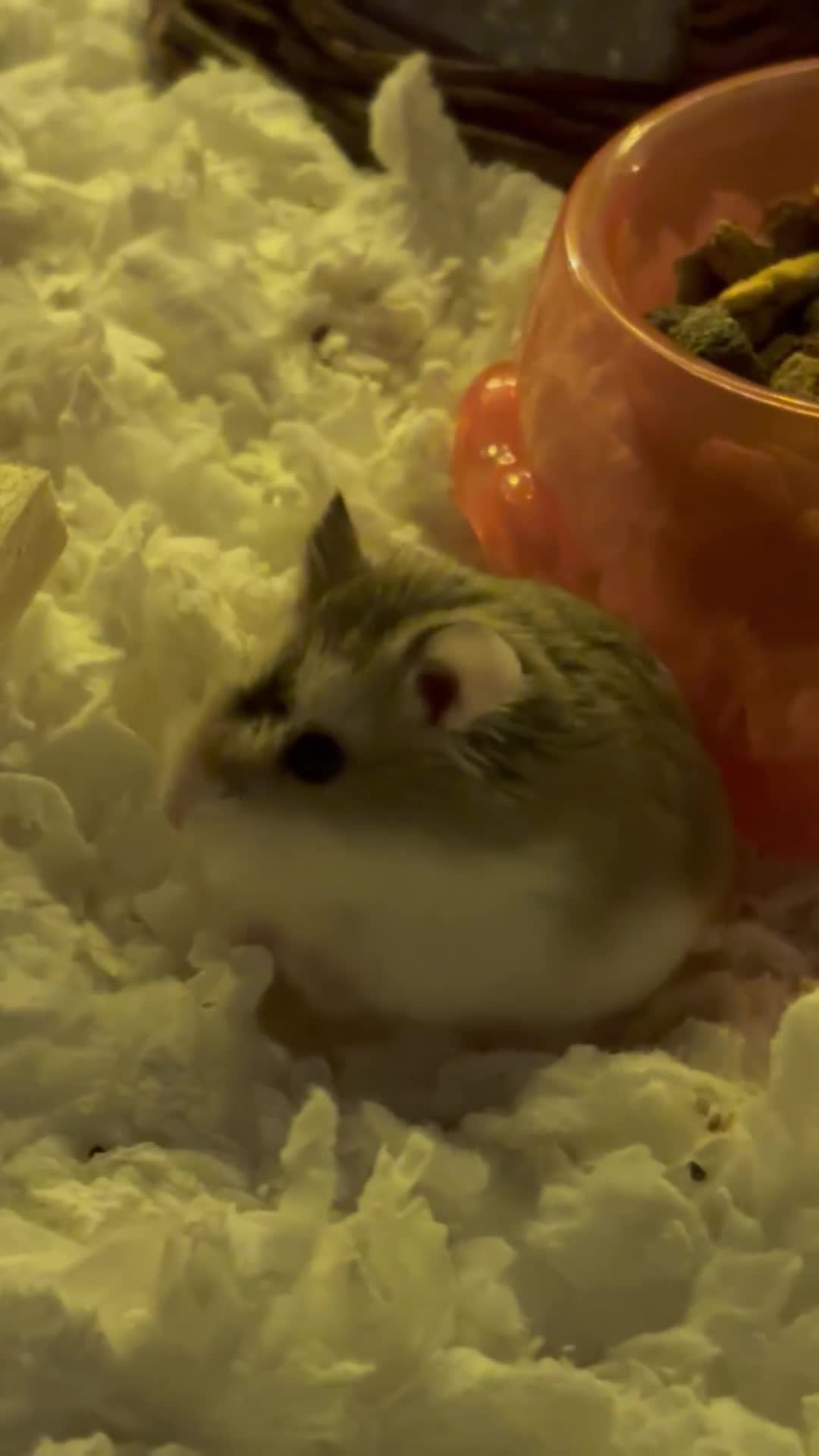 Hamster rodents for sale: Female Dwarf Hamster  - Video 1